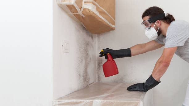 Professional Mold Removal technician working in Englewood, FL